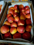 Sprzedam jabłko naszykowane w skrzynkach uniwersalkach. Szampion, Prince.