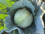 Sprzedam kapustę biała waga od 1,5-4 kg 