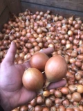 Sprzedam 12 ton cebuli na wysadkę (niefazorowana) w rozmiarze 3,5-5cm. Towar zdrowy i suchy. Opakowanie do uzgodnienia.