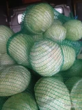 Sprzedam kapustę białą,czysta ładną kaliber 1.5-3,5 kg.Opakowanie do uzgodnienia .Tel 883740322