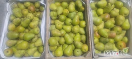 Sprzedam 30 sztuk gruszki Erika
