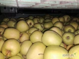 Sprzedam jabłko Golden  z KA w skrzyni za każdy kg, 100 skrzyń rwane od 65