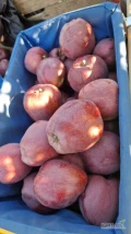 Sprzedam za wagę Red Delicious i Empaier wiecej inf pod nr tel 885025918. 