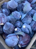 Sprzedam kapustę czerwoną, towar bardzo ładny, czysty. Kaliber 2-4 kg opakowanie do uzgodnienia, duże ilości. Tel. 788-372-081