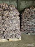 Sprzedam 22 tony ziemniaka odmiana Soraya kaliber od +45 możliwe fito na Ukrainę cena do uzgodnienia 
