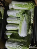 Sprzedam kapustę pekinska zdrowa bez tipburn ok 4-5 ton dziennie cena 3 zł 