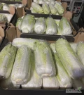 Sprzedam kapustę pekińską od 0.5kg do 1.8kg