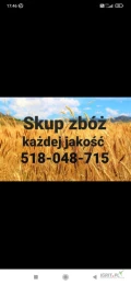 Kupię każde zboże paszowe. Gotówka. Odbiór z gospodarstwa. Tel 518048715