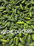 Kupię NAWIĄŻE WSPÓŁPRACĘ z producentem ogórków gruntowych po sortowniku kaliber 4-7 6-9 ilośc busowa CODZIENNIE 