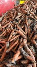 Sprzedam Tirowe ilości marchewki do mycia pakowania na brudno obierania 