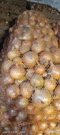 Sprzedam cebule odmian Supra nie fazerowana kaliber 45+  ilość ok 13 ton, pakowana w worek po 15 kg. Cana za kg 