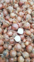 Sprzedamy 900 ton cebuli Dormo po koszu lub obcięta i sortowana