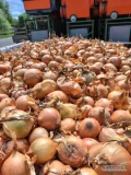 Sprzedamy Cebule import Niemcy fazorowana. Ilości tirowe wysortowana lub z pryzmy.