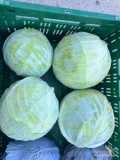 Sprzedam kapustę białą handlową 1-3kg. Ilości tirowe, ładna nie pogryziona.