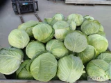 Sprzedam kapustę białą z przeznaczeniem na przemysł, zdrowe główki, 2-5kg. 60gr/kg