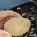 Sprzedam ziemniaki żółte 50+ z powierzchownymi nagryzieniami idealny do obierania luz lub worek 15 kg