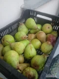 Sprzedam gruszki nie pryskane. Niestety nie znam gatunku, takie jak na zdjęciu. Ilość od 10 do 500kg.tel 507 892 058