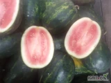 Sprzedam polskiego arbuza mirsini 15 ton dojrzały słodki 
