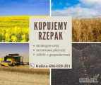 Kupimy rzepak z odbiorem prosto z gospodarstwa minimum 26t na terenie całego kraju szybka płatność. Zapraszam do współpracy tel....