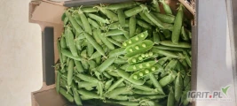 Witam posiadam w sprzedaży groszek cukrowy bardzo słodki cena do ustalenia duże ilosci