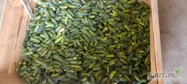 Sprzedam ogórki Alianz 6-12. 