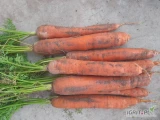Sprzedam marchew odmiany carvora, kaliber handlowy, na brudno, świetnie się myje, ilości tirowe i mniejsze 