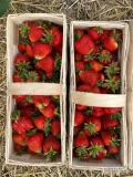 Sprzedam piękną świeżo rwaną truskawkę odmiana verdi. Truskawka w nowych koszach 