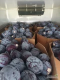 Sprzedam 200 to kapusty czerwonej kal od 1.5do 4kg opakowanie karton box cena 550zł tona netto