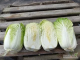 Sprzedam kapustę Pienińska bilko kal do 2,5 kg nie owijana w skrzynie cena 2 zł kg