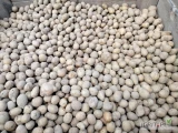 Sprzedam ziemniaka drobnego  odmiana Gala i Melody kaliber 25-45 20 ton tel 504-187-912 cena 0,30 /kg