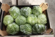 Witam sprzedam sałatę lodowa  7 palet  waga 7,5-10kg .