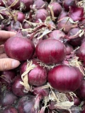Cebula czerwona zdrowa sucha z siewu wiosennego fazorowany ilości tirowe pakowana Bigbag worek 10kg,15 kg lub luz. Dostępne tirowe...