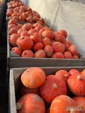 Sprzedam dynie jadalne hokkaido, różową, Kent. Jakość marketowa, ilości tirowe. Certyfikat Global GAP i GRASP.