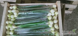 Sprzedam cebulkę ze szczypiorkiem 