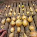Sprzedam cebule jakość market worek szyty wiązany kaliber 5-8 ilość tir na palecie ładna złota łuska.cena podlega niewielkiej...