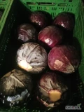 Sprzedam kapustę czerwoną kal.1-3.5kg opakowanie 10/15/20 kg wszystkie szczegóły do uzgodnienia . 