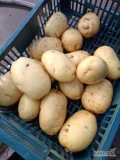 Sprzedam ziemniaki odmiana Fontane i Edison kaliber i opakowanie do uzgodnienia 