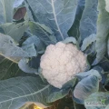 Sprzedam kalafiora duży z liściem 2 gatunek