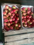 Sprzedam jabłko Piros duża ilość 