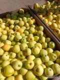 Sprzedam jabłko Golden delicjus ładny gruby przewaga 8+ , ilość 37szkrzyń , za wagę w skrzyni 