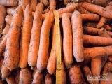 Sprzedam marchew świeżo kopana kaliber 2-4 worek 10 -15 kg lub big bag, luz. ilości paletowe cena do uzgodnienia tel. 788-904-812