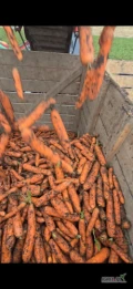 Sprzedam Marchew nerak brudną 100 ton kaliber 2 