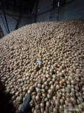 Sprzedam cebulę na worek ok 80 ton fazor produkt polski 