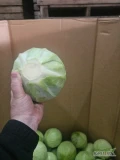 Witam sprzedam kapuste białą w karton box 1-3.5/4 kg ilości tirowe i czerwonej ilości tirowe 1-3 kg zainteresowanych zapraszam