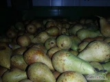 Sprzedam gruszkę konferencje. Chłodnia fresh. Najlepiej za wagę w skrzyni. Kaliber 5,5+