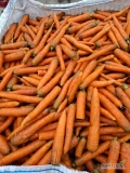 Sprzedam młodą marchew, kaliber handlowy ilości tirowe i busowe. Towar na brudno lub płukany w skrzynie, big bagi.