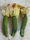 Witam, sprzedam cukinię mini z kwiatem cięta na zamówienie zainteresowanych zapraszam do współpracy 