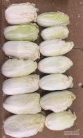 Sprzedam kapustę pekińską na przemysł np. na surówki, kimchi. Waga 0,3 - 0,9 kg. Jasny kolor - patrz zdjęcia. Czysto obrana. Ilość...