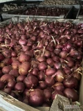 Sprzedam cebulę czerwoną na obieranie lub na worek. Mogę także spakować w worki 10 lub 15kg. Cebula ładna duża twarda.