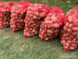 Sprzedam ziemniaki odmiana Queen Anna ilość dostępna 2 tony , Soraya 1 tona . Pakowane w worki po 25 kg , transport we własnym...